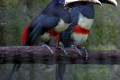 Black-necked-Aracari-Pteroglossus-aracari-2-2010