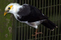 Black-winged-Myna-White-breasted-Starling-Acridotheres-melanopterus-2-JBP-SG-2011