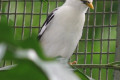 Black-winged-Starling-Burung-Perling-Sayap-Hitam-Sturnus-melanopterus-1-JBP-SG-2011