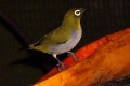 Japanese-White-eye-Mejiro-Zosterops-japonicus-JBP-SG-2011