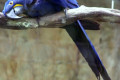 Macaw-Hyacinth-Macaw-Anodorhynchus-hyacinthinus-1-2010