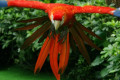 Macaw-Scarlet-Macaw-Large-Ara-Macaw-Ara-macao-3-2010