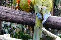 Macaws-Red-fronted-Macaw-Ara-rubrogenys-3-JBP-SG-2011