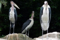 Marabou-Storks-Undertaker-birds-Leptoptilos-crumeniferus-2-JBP-SG-2011