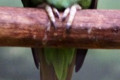 Moustached-Parakeet-Red-breasted-parakeet-Psittacula-alexandri-2010