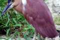 Nankeen-Night-Heron-Rufous-Night-Heron-Nycticorax-caledonicus-2-2010