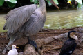 Pelican-Cattle-Egret-and-Pied-Cormorant-2010