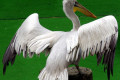 Pelican-Dalmatian-Pelican-Pelecanus-crispus-2010