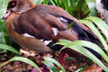 Pink-footed-Goose-Anser-brachyrhynchus-2010