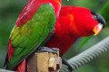 Purple-bellied-Lory-Eastern-Black-capped-Lory-L.h.-devittatus-2-2010