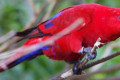 Red-Lory-Eos-bornea-1-2010