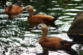 Ruddy-Shelducks-Brahminy-Ducks-Tadoma-ferruginea-Male-is-between-2-females-with-black-ring-at-base-of-neck-JBP-SG-2011