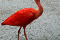 Scarlet-Ibis-Eudocimus-ruber-2-2010