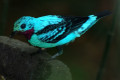 Spangled-Cotinga-Cotinga-cayana-1-JBP-SG