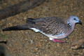 Spotted-Turtle-Dove-Spotted-Dove-Streptopelia-chinensis-JBP-SG-2011