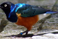 Superb-Starling-Lamprotornis-superbus-2-2010