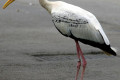 Yellow-billed-Stork-Mycteria-ibis-1-2010