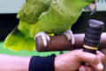 Yellow-naped-Amazon-Parrot-Amazona-o.-auropalliata-named-Amigo-the-multi-lingual-singing-parrot-1-2010