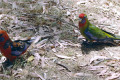 1_Crimson-Rosellas-adult-on-left-juvenile-on-right-Hanging-Rock-VIC