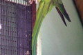 Alexandrine-Parakeet-Psittacula-eupatria-Alexandrian-Parrot-Male-Ballarat-Bird-World-VIC