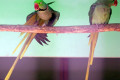Alexandrine-Parakeet-Psittacula-eupatria-Alexandrian-Parrot-Male-on-left-Ballarat-Bird-World-VIC