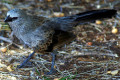 Apostlebird-or-Grey-Jumper-Struthidea-cinerea-1-Dubbo-NSW