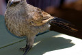 Apostlebird-or-Grey-Jumper-Struthidea-cinerea-2-Dubbo-NSW
