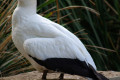 Australasian-Gannet-Morus-serrator-or-Sula-bassana-Australian-Gannet-Takapu-2-Melb-Zoo-VIC