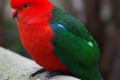 Australian-King-Parrot-Alisterus-scapularis-1-Male-Ballarat-Bird-World-VIC