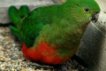 Australian-King-Parrot-Alisterus-scapularis-3-Female-Ballarat-Bird-World-VIC