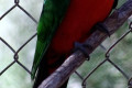 Australian-King-Parrot-Alisterus-scapularis-Male-3-KFP-VIC