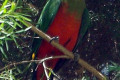 Australian-King-Parrot-or-Southern-King-Parrot-or-King-Lory-Alisterus-scapularis-female-1-Wellington-NSW