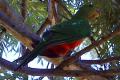 Australian-King-Parrot-or-Southern-King-Parrot-or-King-Lory-Alisterus-scapularis-female-2-Wellington-NSW