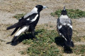 Australian-Magpies