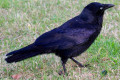 Australian-Raven-Corvus-coronoides