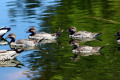 Australian-Wood-Duck-Chenonetta-jubata-family-Dubbo-NSW