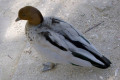 Australian-Wood-Duck-Maned-Goose-Wagga-Zoo-NSW