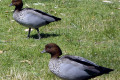 Australian-Wood-Ducks-Maned-Goose-Wagga-Beach-NSW