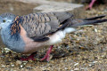 Bar-shouldered-Dove-Geopelia-humeralis-1-Kyabram-Fauna-Park-VIC