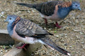 Bar-shouldered-Dove-Geopelia-humeralis-2-Kyabram-Fauna-Park-VIC