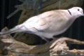 Barbary-Dove-Ringneck-Dove-Ring-Dove-Streptopelia-risoria-1-Wellington-NSW