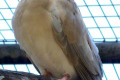 Barbary-Dove-Ringneck-Dove-Ring-Dove-Streptopelia-risoria-2-Dubbo-NSW