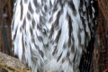 Barking-Owl-Ninox-connivens-KFP-VIC