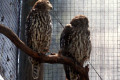 Barking-Owls-Melbourne-Zoo