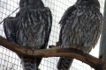 Barking-Owls-Ninox-connivens-Melb-Zoo-VIC