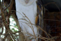 Barn-Owl-Tyto-alba-Common-Barn-Owl-2-Kyabram-Fauna-Park-VIC