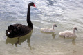 Black-Swan-and-cygnets-1-Lakes-Entrance-VIC