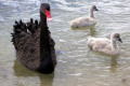 Black-Swan-and-cygnets-2-Lakes-Entrance-VIC