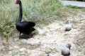 Black-Swan-and-cygnets-3-Lakes-Entrance-VIC