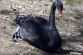 Black-Swan-resting-Wagga-Zoo-NSW